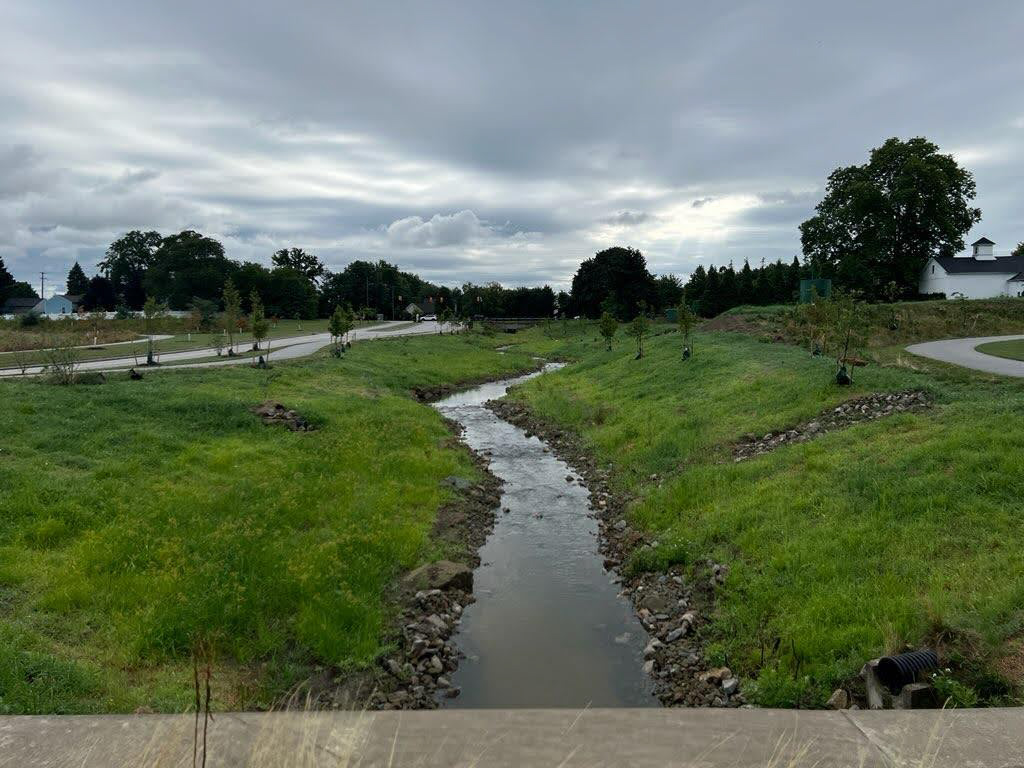 Springbrook Gardens Park Wetland Restoration Phase II Bella Donna